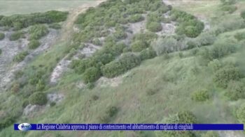 La Regione Calabria approva il piano di contenimento ed abbattimento di migliaia di cinghiali 5 otto