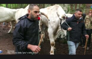 Rotonda: Rito arboreo della pitu e della rocca