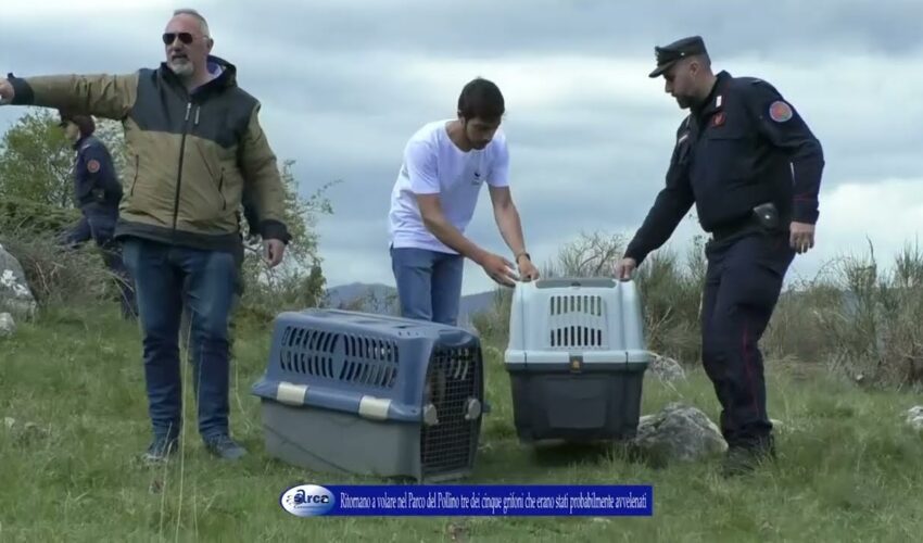 Civita. Ritornano a volare nel Parco del Pollino tre dei cinque grifoni