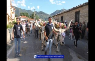 Rotonda iniziato il rito arboreo in onore di Sant’Antonio