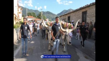 Rotonda iniziato il rito arboreo in onore di Sant’Antonio