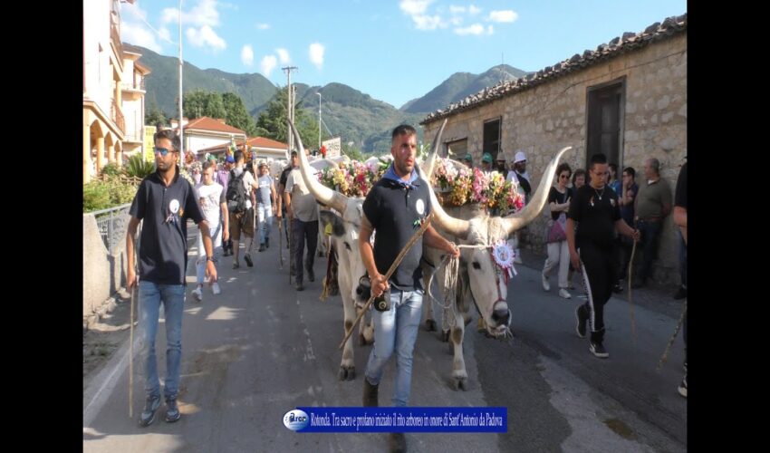 Rotonda iniziato il rito arboreo in onore di Sant’Antonio