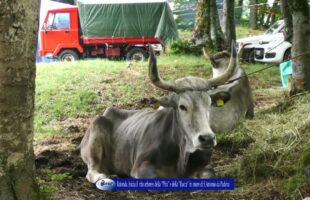 Rotonda Inizia il rito arboreo della “Pitu” e della “Rocca”