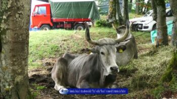 Rotonda Inizia il rito arboreo della “Pitu” e della “Rocca”