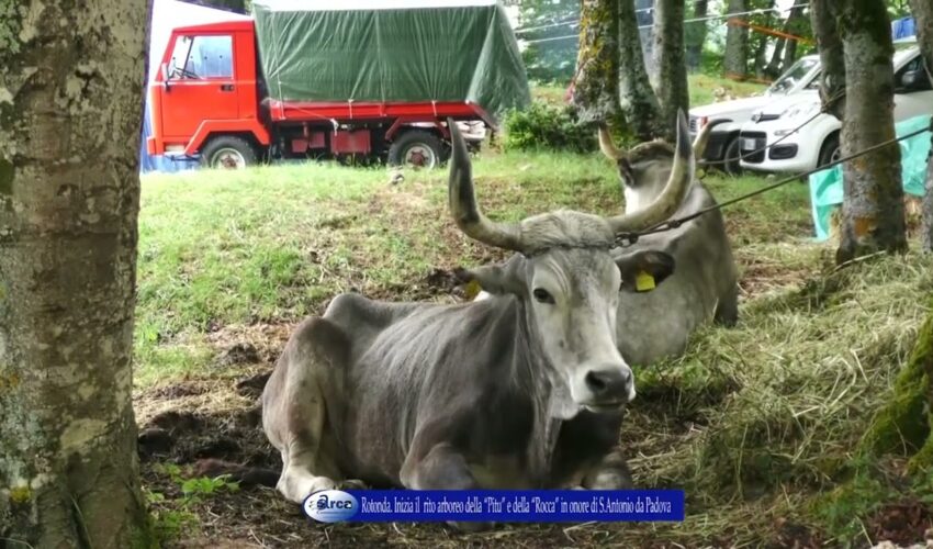 Rotonda Inizia il rito arboreo della “Pitu” e della “Rocca”