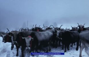 Transumanza in Calabria marcatore identitario