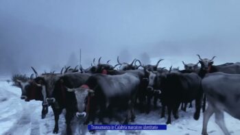 Transumanza in Calabria marcatore identitario