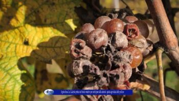 Agricoltura la Calabria prima nel fondo rotativo