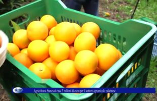 Agricoltura Stanziati circa 3 milioni di euro per il settore agrumicolo calabrese