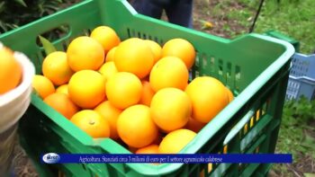 Agricoltura Stanziati circa 3 milioni di euro per il settore agrumicolo calabrese