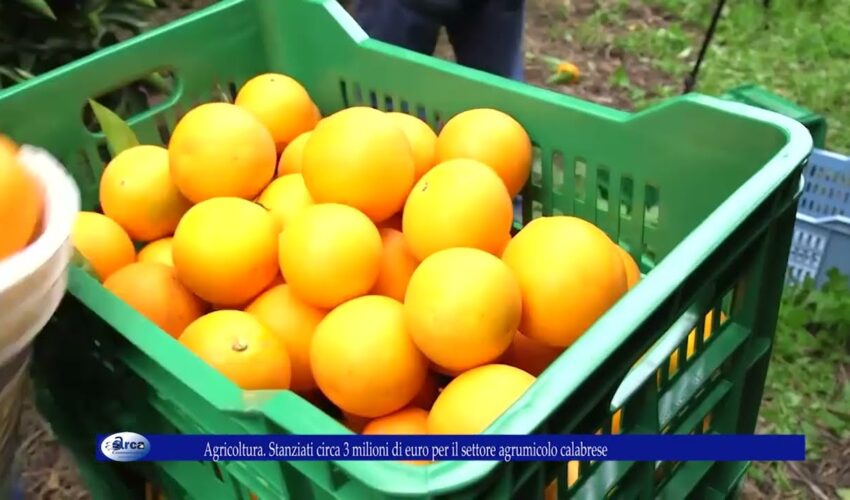 Agricoltura Stanziati circa 3 milioni di euro per il settore agrumicolo calabrese