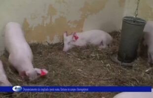 Depopolamento dei cinghiali e peste suina Entrano in campo i bioregolatori