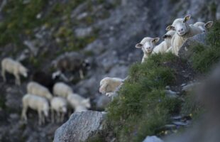 Allarme lupi per agricoltori e allevatori calabresi