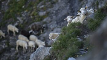 Allarme lupi per agricoltori e allevatori calabresi