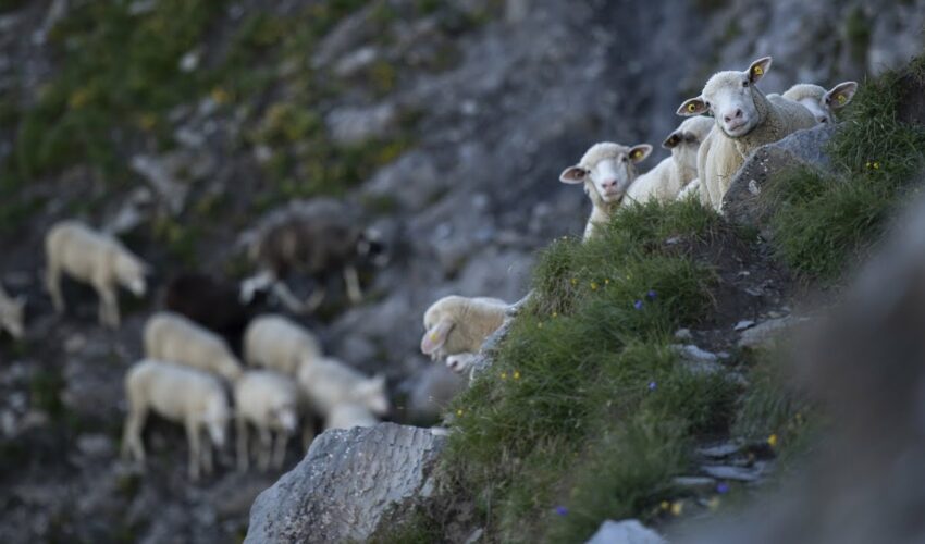 Allarme lupi per agricoltori e allevatori calabresi