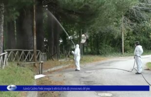 Azienda Calabria Verde prosegue le attività di lotta alla processionaria del pino