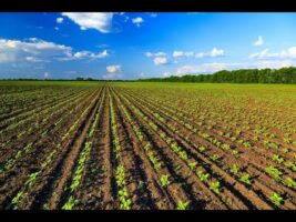 Agricoltura biologica Oltre 15 milioni a titolo di acconto per più di 9 200 beneficiari