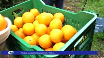 Agricoltura. Bando multi frutti domanda prorogata al 29 febbraio