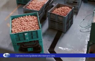 L’export cresce attraverso l’agroalimentare settore trainante per la Calabria