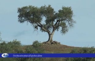 Olivicoltura settore primario dell’agricoltura calabrese