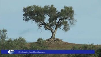 Olivicoltura settore primario dell’agricoltura calabrese