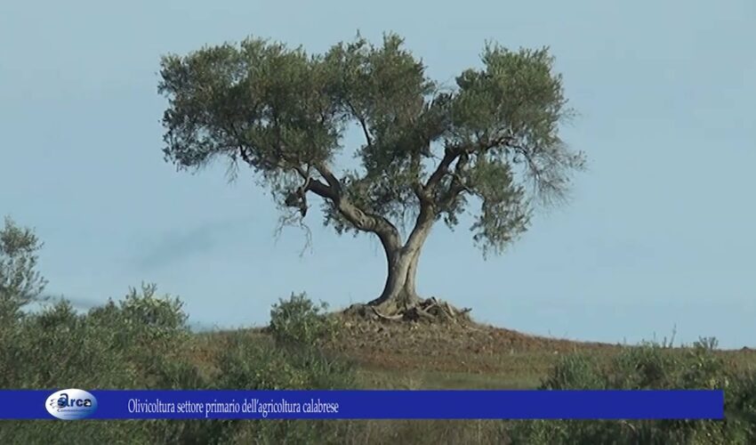 Olivicoltura settore primario dell’agricoltura calabrese