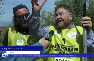 Corigliano Rossano. ARSAC VII Campionato di potatura dell’olivo allevato a vaso policonico