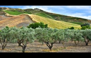 Agricoltura In Pagamento 40 milioni per per domanda unica, biologico e altre misure