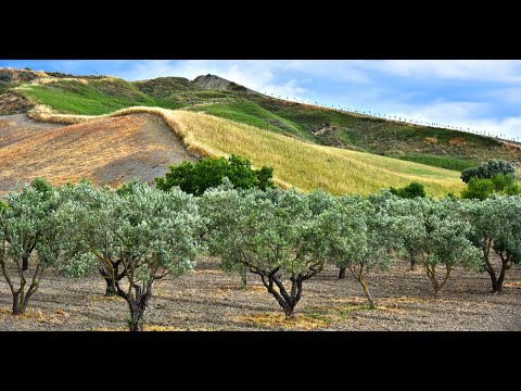 Agricoltura In Pagamento 40 milioni per per domanda unica, biologico e altre misure