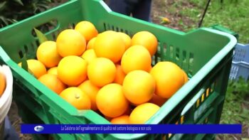 La Calabria dell’agroalimentare di qualità nel settore biologico e non solo