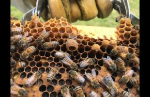 Agricoltura Pubblicata graduatoria definitiva settore apicoltura