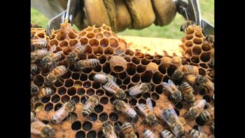 Agricoltura Pubblicata graduatoria definitiva settore apicoltura