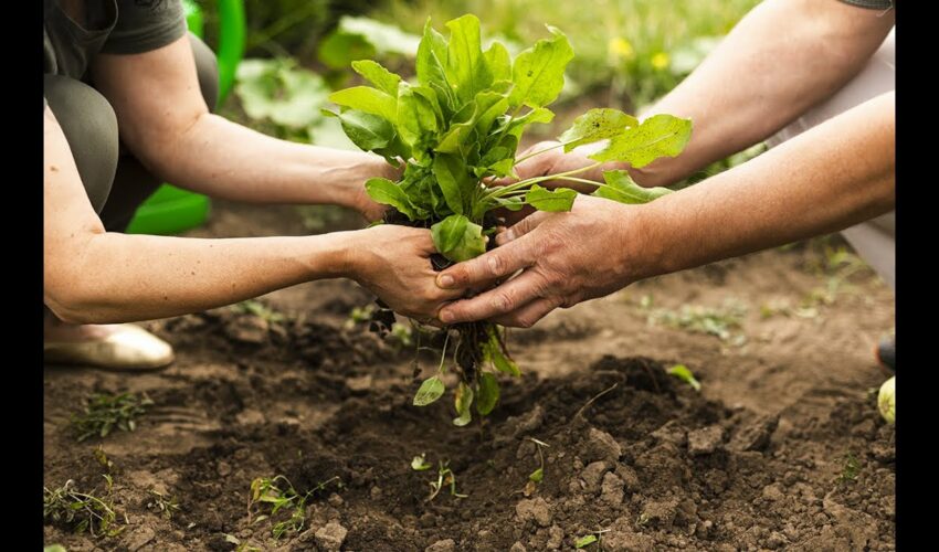 Agricoltura. Pacchetto Giovani. Altri 15 milioni di euro