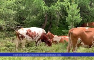 10 milioni di euro per la tutela delle razze animale autoctone a partire dalla mucca podolica