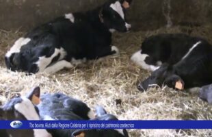 Tbc bovina Aiuti dalla Regione Calabria per il ripristino del patrimonio zootecnico