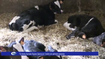 Tbc bovina Aiuti dalla Regione Calabria per il ripristino del patrimonio zootecnico