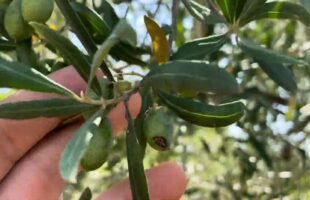 Agricoltura. 22 milioni di euro per danni da fauna selvatica e atmosferici