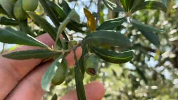 Agricoltura. 22 milioni di euro per danni da fauna selvatica e atmosferici