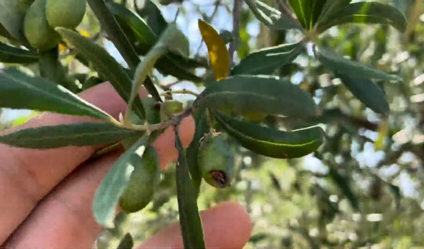 Agricoltura. 22 milioni di euro per danni da fauna selvatica e atmosferici