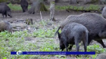 Peste suina africana. Ripresa la caccia per la sorveglianza degli ungulati