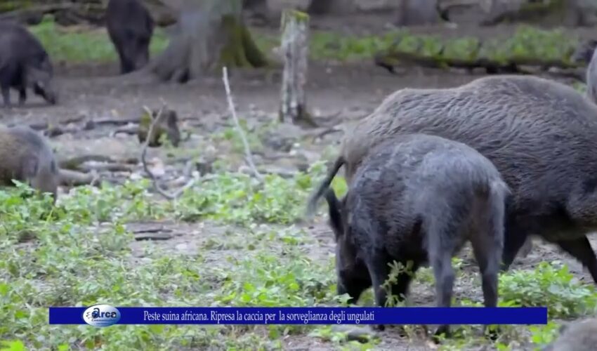 Peste suina africana. Ripresa la caccia per la sorveglianza degli ungulati