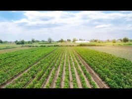 Agricoltura, costituito Coordinamento regionale AKIS