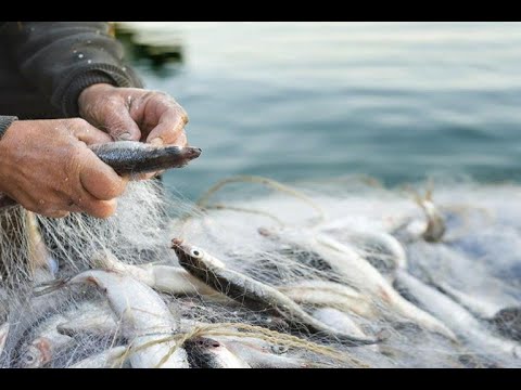 La pesca al centro di un incontro in Regione Calabria